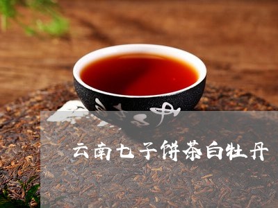 云南七子饼茶白牡丹/2023081286948