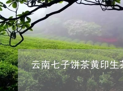 云南七子饼茶黄印生茶/2023092256038