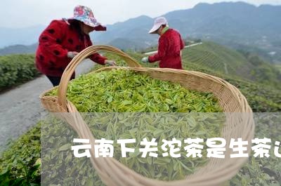 云南下关沱茶是生茶还是熟茶/2023052737362