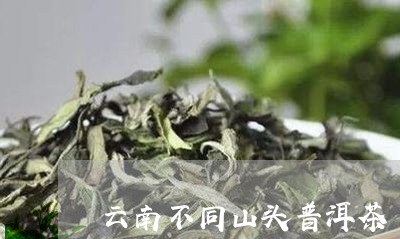 云南不同山头普洱茶/2023091427180