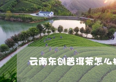 云南东创普洱茶怎么样/2023092991815