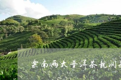 云南两大普洱茶龙润茶/2023062132727