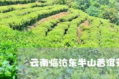 云南临沧东半山普洱茶/2023100663615