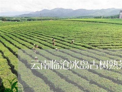 云南临沧冰岛古树熟茶/2023061299703