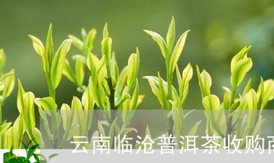 云南临沧普洱茶收购商电话地址/2023110269694