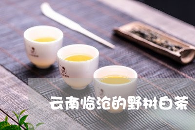 云南临沧的野树白茶/2023081205049