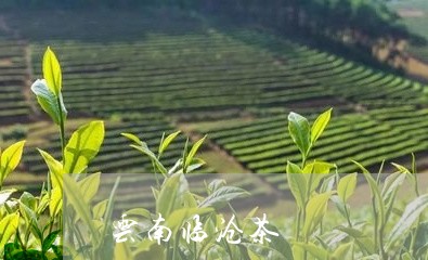 云南临沧茶/2023041822650