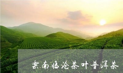 云南临沧茶叶普洱茶/2023091486969