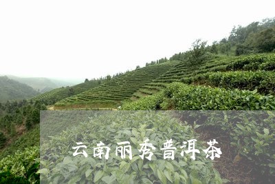 云南丽秀普洱茶/2023120397370