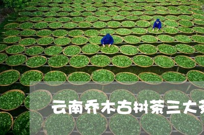 云南乔木古树茶三大茶膏品牌/2023052680585