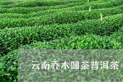 云南乔木圆茶普洱茶/2023070935159