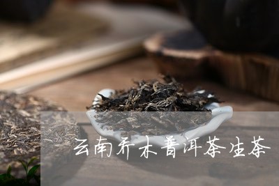 云南乔木普洱茶生茶/2023091480391