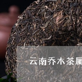 云南乔木茶属于什么茶/2023061073827