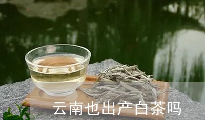 云南也出产白茶吗/2023061416252