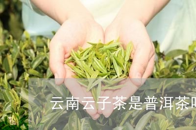 云南云子茶是普洱茶吗/2023062488471