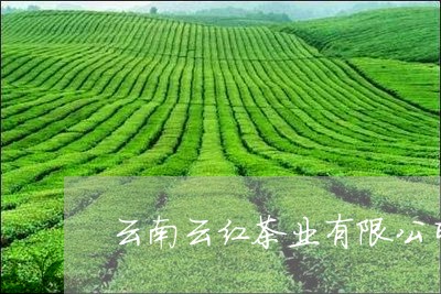 云南云红茶业有限公司普洱茶/2023052900585