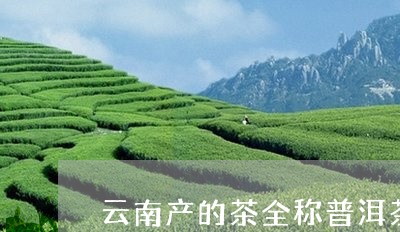 云南产的茶全称普洱茶/2023120605139