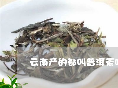 云南产的都叫普洱茶吗/2023120673938