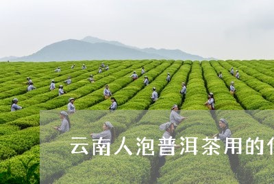 云南人泡普洱茶用的什么/2023082592613