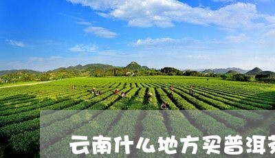 云南什么地方买普洱茶/2023092917415