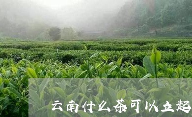 云南什么茶可以立起来/2023092169694