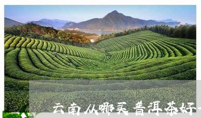 云南从哪买普洱茶好一点/2023082834048