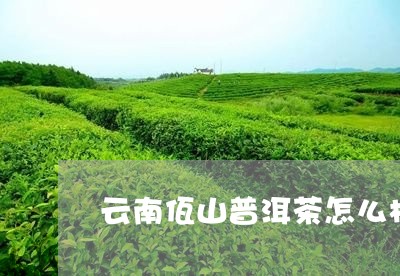 云南佤山普洱茶怎么样/2023120656151