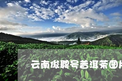 云南俊聘号普洱茶图片/2023062258581