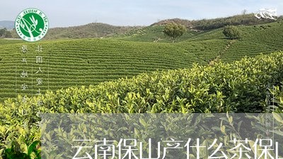 云南保山产什么茶保山市茶区/2023052640291