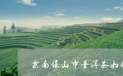 云南保山市普洱茶如何/2023093016236