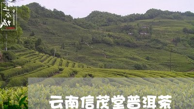 云南信茂堂普洱茶/2023120425938