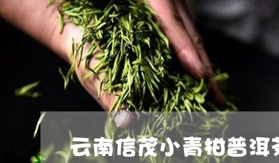 云南信茂小青柑普洱茶/2023092739707