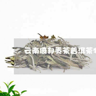 云南倚邦贡茶普洱茶特点/2023122035846