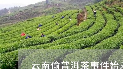 云南偷普洱茶事件始末/2023120689574