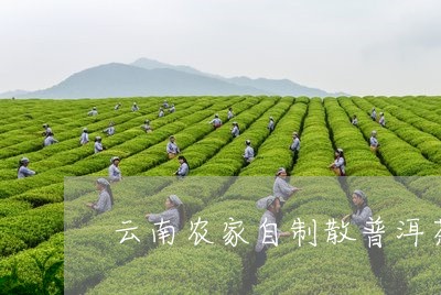 云南农家自制散普洱茶/2023120685169