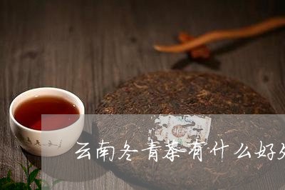 云南冬青茶有什么好处/2023060958361