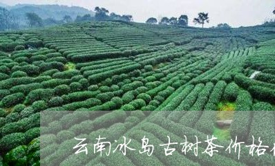 云南冰岛古树茶价格在哪个县/2023052620494