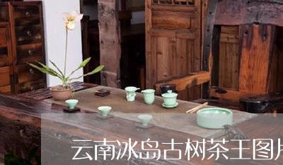 云南冰岛古树茶王图片/2023092322725