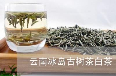 云南冰岛古树茶白茶/2023042653818