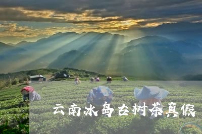 云南冰岛古树茶真假/2023042695947