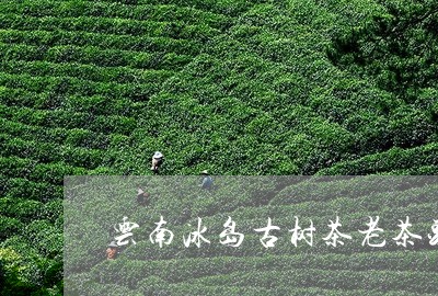 云南冰岛古树茶老茶头/2023092326149