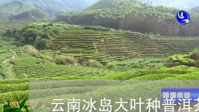 云南冰岛大叶种普洱茶价格表/2023110241594