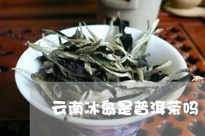 云南冰岛是普洱茶吗/2023120524025