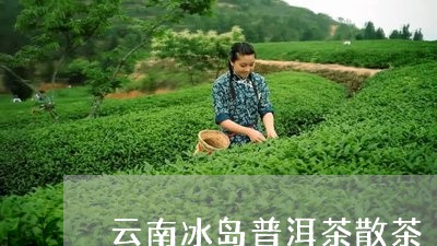 云南冰岛普洱茶散茶/2023110386280