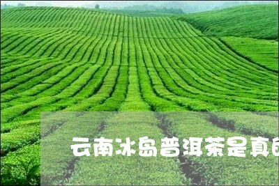 云南冰岛普洱茶是真的吗/2023102505058