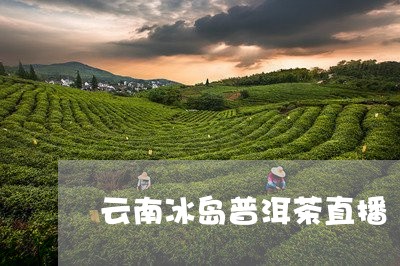 云南冰岛普洱茶直播/2023071198148