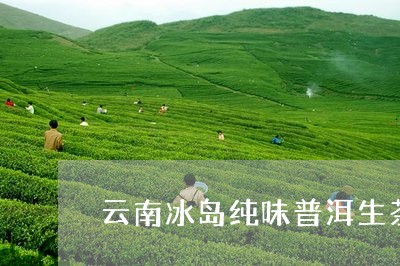 云南冰岛纯味普洱生茶/2023061413041