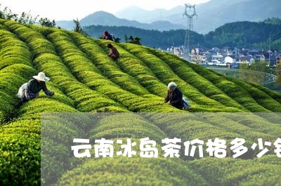 云南冰岛茶价格多少钱一斤呀/2023052694926