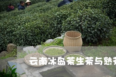 云南冰岛茶生茶与熟茶/2023092302714