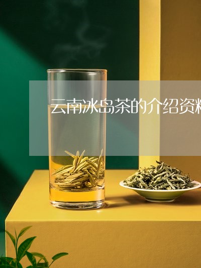 云南冰岛茶的介绍资料/2023061126040